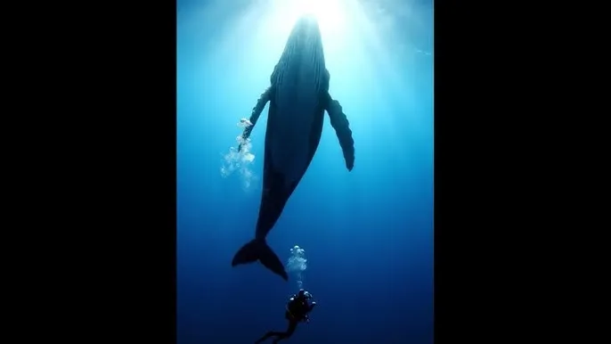 桃子冰妈妈 - 深蓝星球：探索海洋深处的未知世界